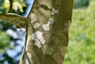 Platanus x hispanica 'Suttneri' - platan javorolistý - borka